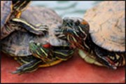 Le village des tortues 