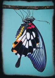 Butterfly IVT International Visual Thtre Affiche
