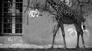 Tristesse et Joie dans la vie des girafes Thtre Silvia Monfort - La Cabane Affiche