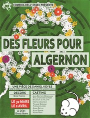 Des Fleurs pour Algernon ESSEC Business School Affiche
