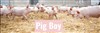 Pig boy - 