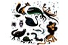 Le Carnaval des animaux -