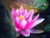 Le Bonheur, au coeur de soi, au coeur des autres - 