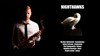 Nicolas Delommel - 