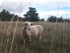 Larzac ! - 