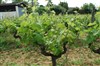 Atelier Vigneron interactif en Provence | Domaines Grand Cros - 