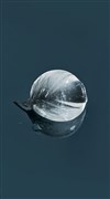 La langue des cygnes - 