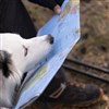 Rallye-photos en autonomie : un animal fugitif à Reuilly - 