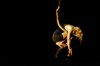 Biennale Internationale des Arts du Cirque PACA - 