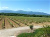 Atelier Vigneron interactif en Roussillon | Domaine Sol Payré - 