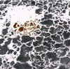 KLMC + Cosmic Red Ape Orchestra - 