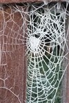Arachné, la tisseuse rebelle - 