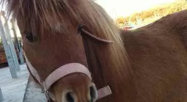 Photo 2 de Cours d'équitation