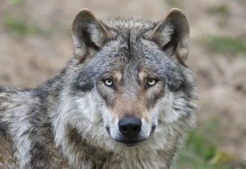 Affiche de Plus peur du loup
