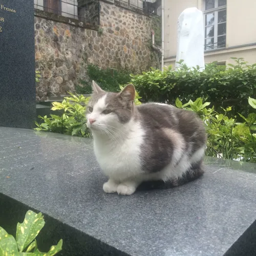 Photo 2 de Visite guidée : Si le cimetière Montmartre nous était conté | par Lisette Pires