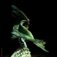 Amor del flamenco - 