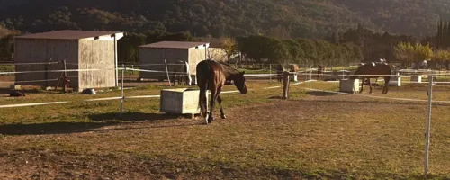 Photo 1 de Cours d'équitation