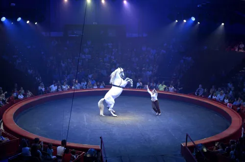 Photo 4 de Cirque Arlette Gruss dans Bêtes de Cirque | - Paris