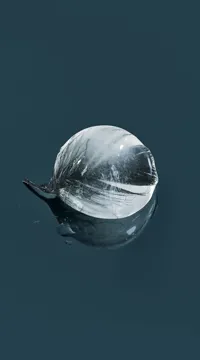 La langue des cygnes - 