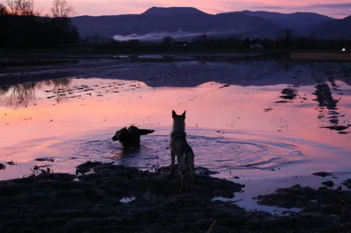 Affiche de Entre chien et loup