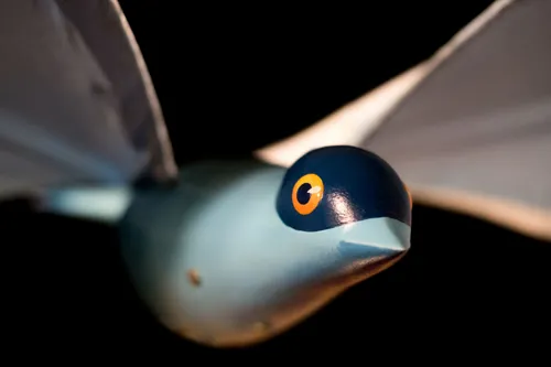 Photo 3 de Le bel oiseau