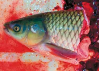 Tarquin - 