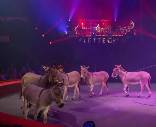 Photo 4 de Le Cirque de Noël de Dimy