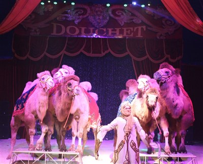 Photo 4 de Cirque Nicolas Zavatta Douchet | Vertou