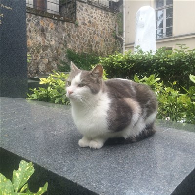 Photo 2 de Visite guidée : Si le cimetière Montmartre nous était conté | par Lisette Pires