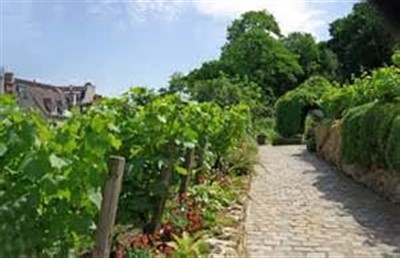 Les vignes...