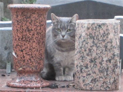 Chat du cimetière de Montmartre
