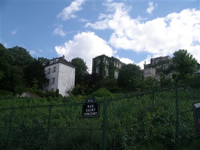 vignes de Montmartre
