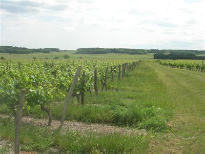 Photo 1 de Visite guidée : Souzay-Champigny | par Mylène Gault
