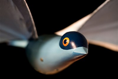 Photo 1 de Le bel oiseau