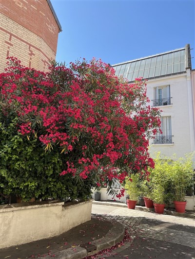 Photo 1 de Visite guidée : Le charme discret de la Butte aux Cailles | par Guillaume Le Roux