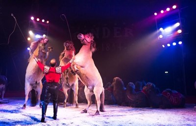Photo 4 de Cirque Pinder dans La Légende ! | - Tréguier