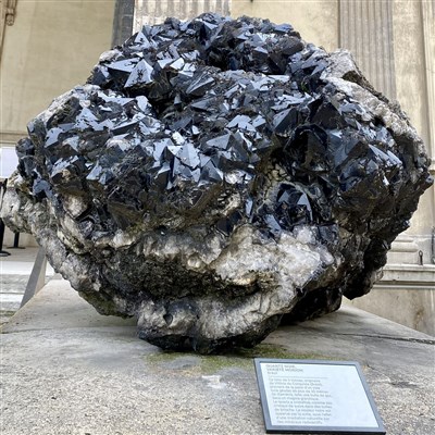 Photo 1 de Visite guidée : Des arènes de Lutèce au Jardin des Plantes ; fauves, flore et plumes