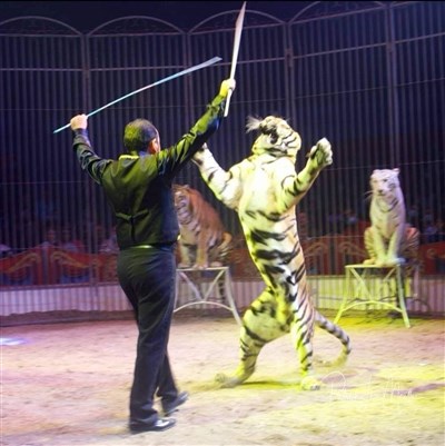 Photo 3 de Cirque Nicolas Zavatta Douchet | St Quentin en Yvelines