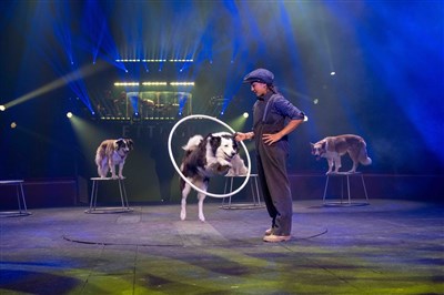 Les chiens