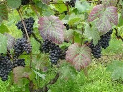 les vignes de Montmartre