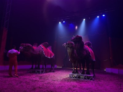 Photo 2 de Cirque Sébastien Zavatta dans The Vegas Tour | Angers