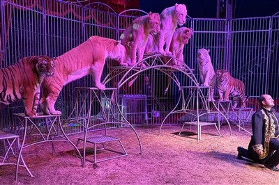 Photo 2 de Cirque Nicolas Zavatta Douchet | à Vertou