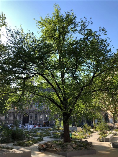 Photo 2 de Visite guidée : L'histoire des arbres à Paris | par Frédéric Pennel
