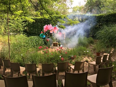 Photo 1 de La plante magique