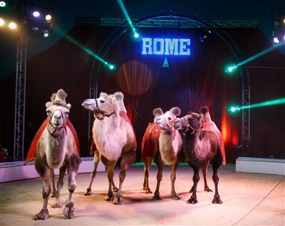 Photo 3 de Cirque de Rome à Nanterre