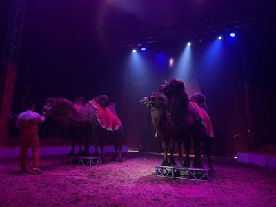 Photo 2 de Cirque Sébastien Zavatta dans The Vegas Tour | Montaigu