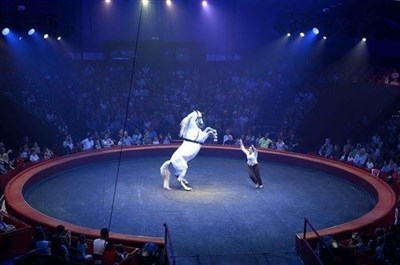 Photo 3 de Cirque Arlette Gruss dans Bêtes de Cirque | - Thionville