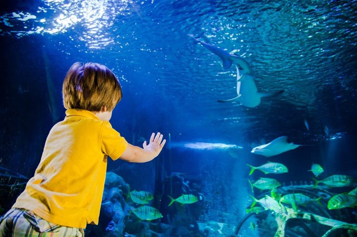 Photo de Aquarium Sealife Paris Val d'Europe