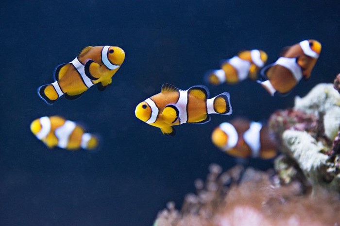 Photo de Aquarium Sealife Paris Val d'Europe