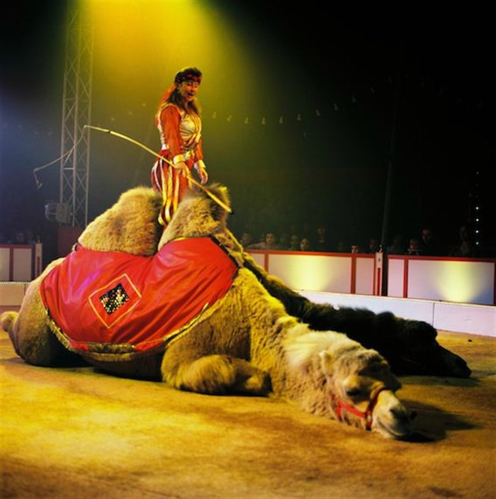 Photo de Le Cirque Bouglione de Noël